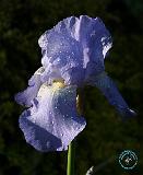 Flowers 8T97D-24